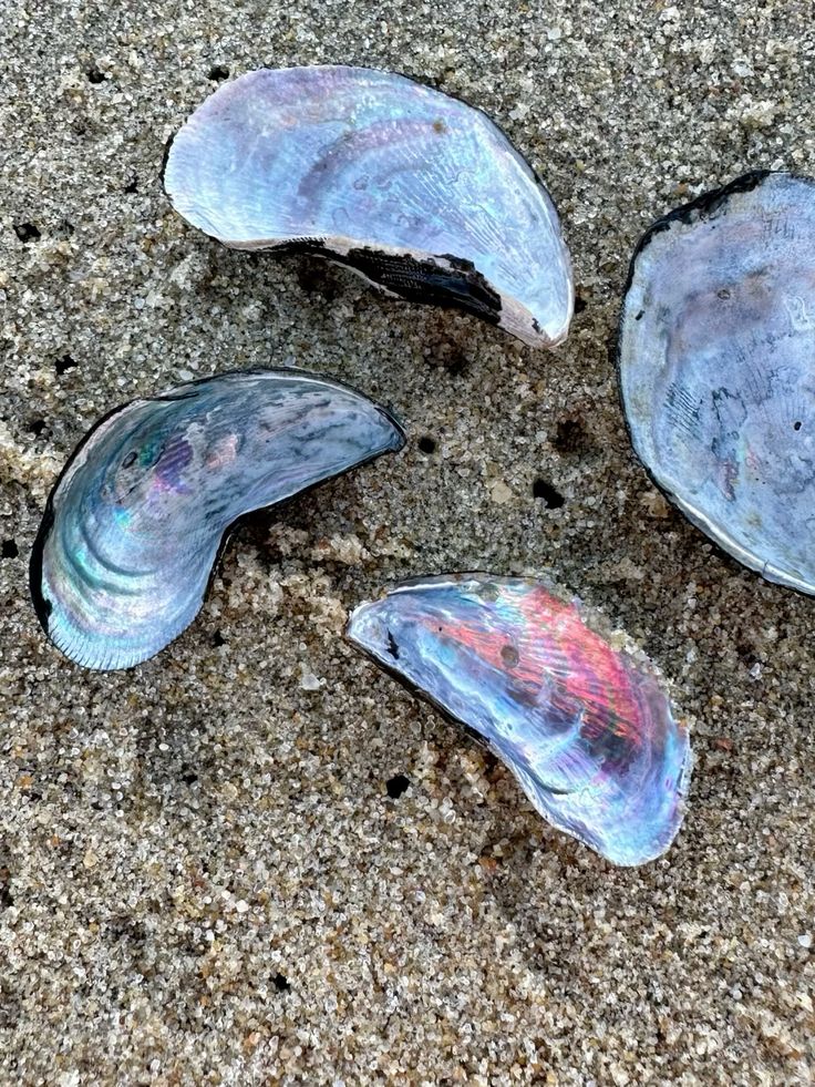 Iridescent Muscle Shells: Nature’s Art and Creative Uses